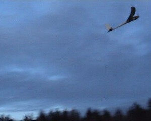 Robbe Bandit by Max (max)